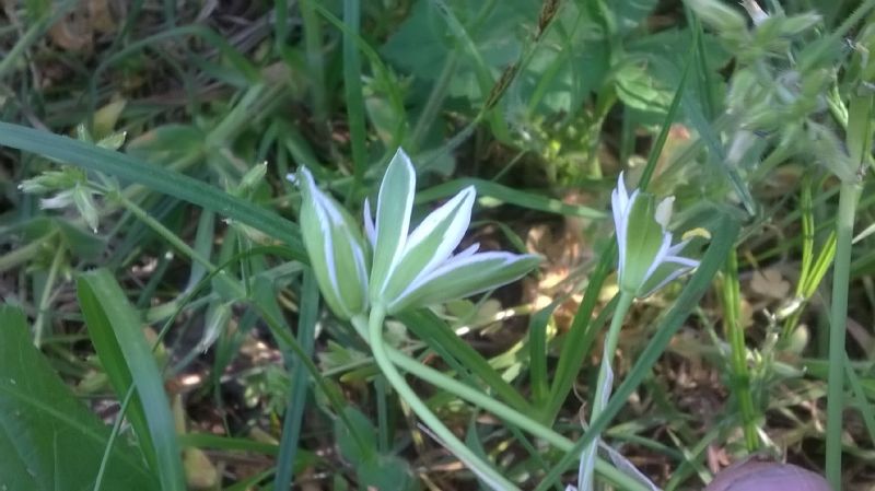 Ornithogalum umbellatum